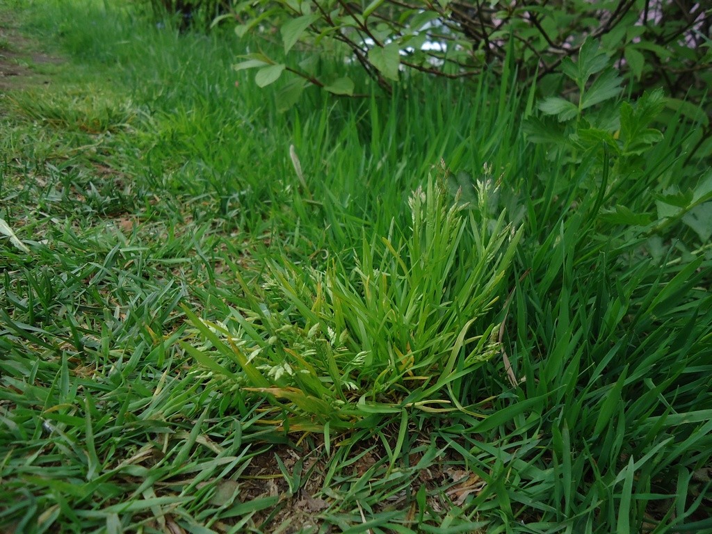 Image of Poa annua specimen.