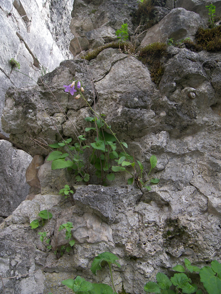 Изображение особи Campanula bzybica.