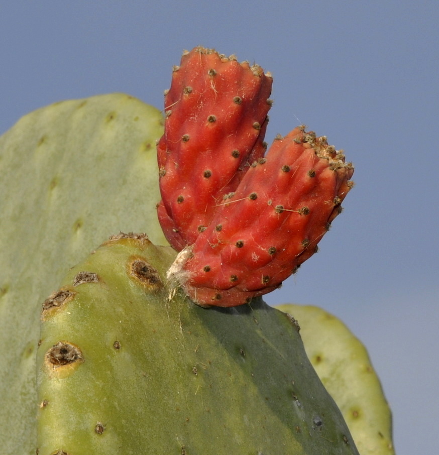 Изображение особи Opuntia ficus-indica.