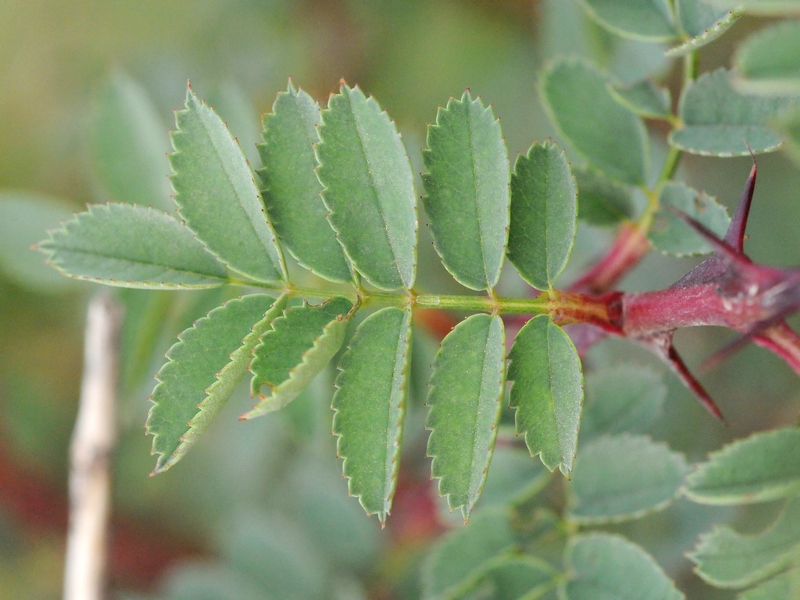 Image of Rosa platyacantha specimen.