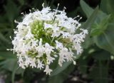 Centranthus ruber. Соцветие (белоцветковая форма). Южный Берег Крыма, пос. Отрадное, возле дороги. 02.06.2009.