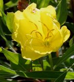 Oenothera macrocarpa. Цветок. Германия, г. Essen, Grugapark. 29.09.2013.