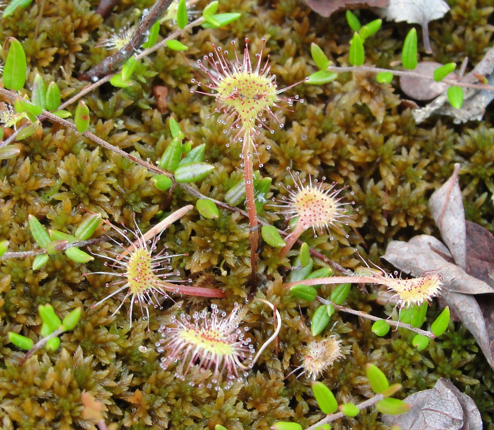 Изображение особи Drosera rotundifolia.