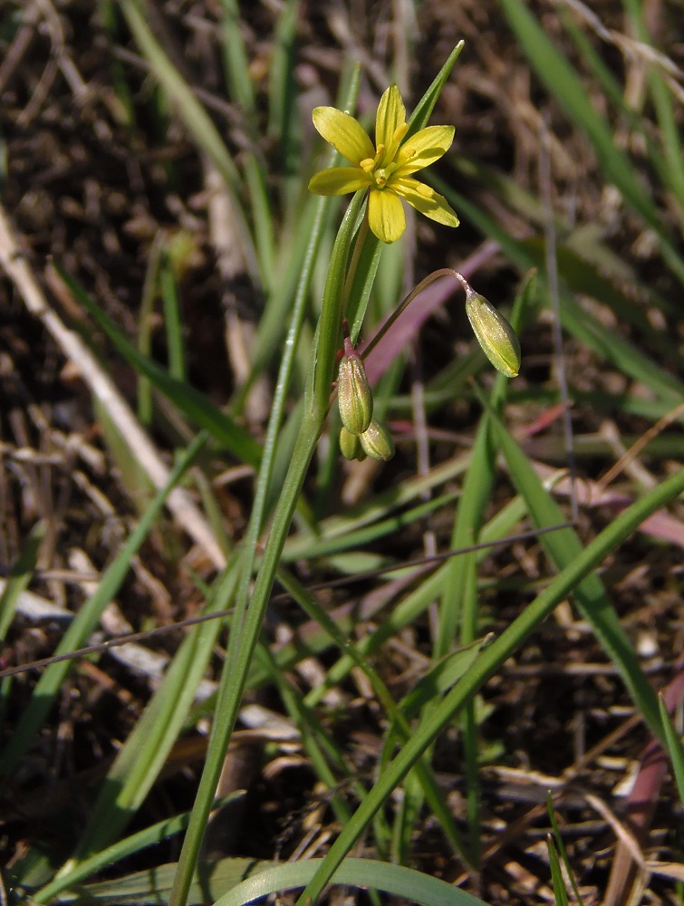 Изображение особи Gagea erubescens.