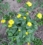 genus Doronicum. Цветущее растение. Украина, г. Киев, в культуре. 10.04.2014.