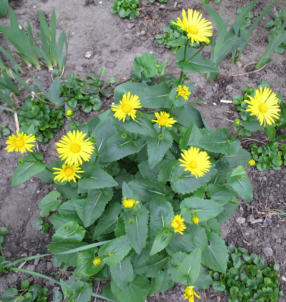 Image of genus Doronicum specimen.