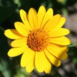 Heliopsis helianthoides ssp. scabra