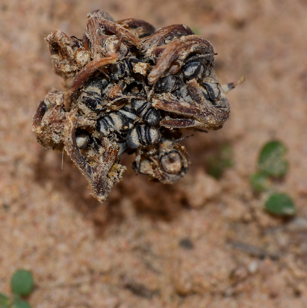 Image of Anastatica hierochuntica specimen.