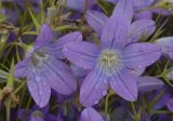 Campanula phrygia