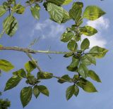 Clerodendrum variety fargesii