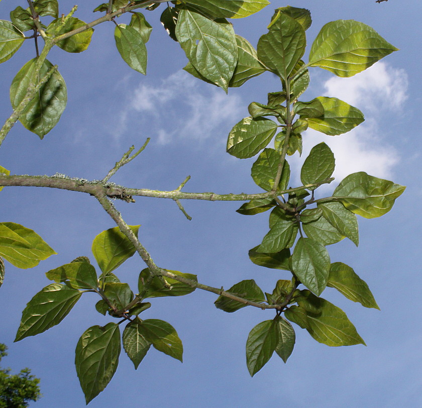 Image of Clerodendrum trichotomum var. fargesii specimen.