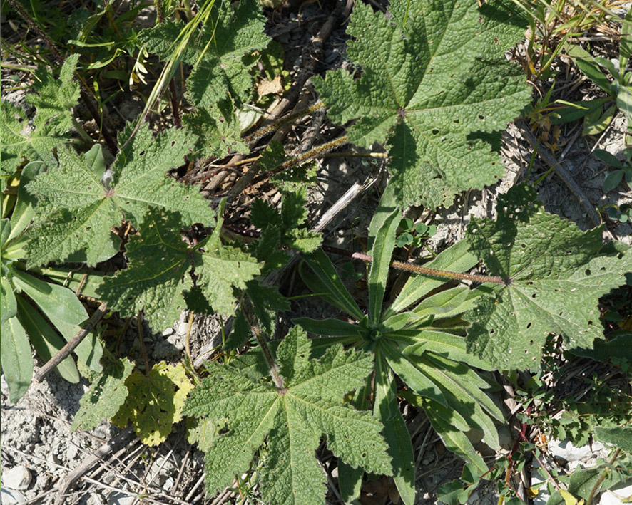 Изображение особи Alcea rugosa.