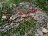 Saxifraga kolenatiana