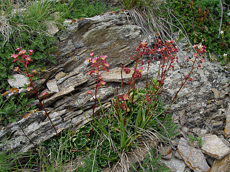 Изображение особи Saxifraga kolenatiana.