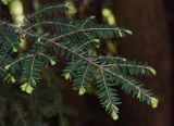 Tsuga canadensis