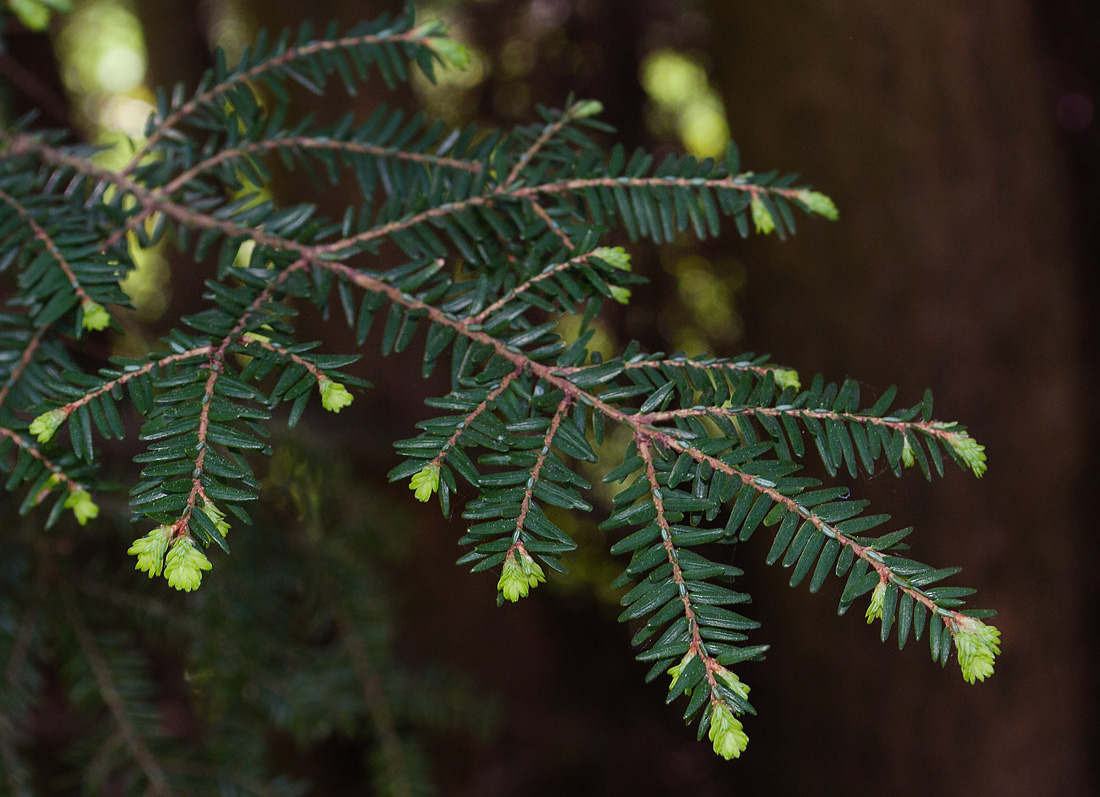 Image of Tsuga canadensis specimen.