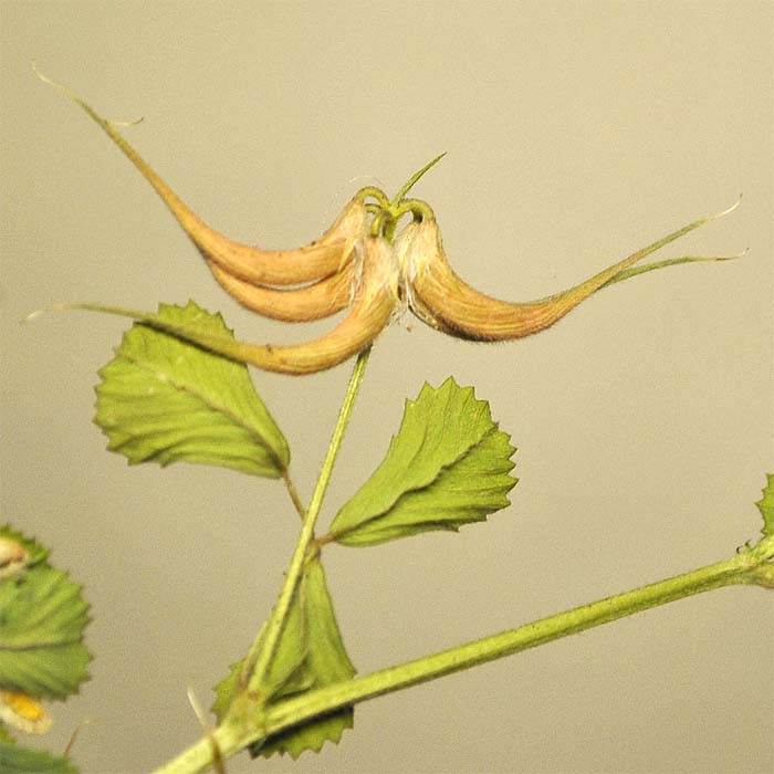 Image of Trigonella calliceras specimen.