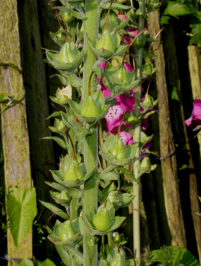 Изображение особи Digitalis purpurea.