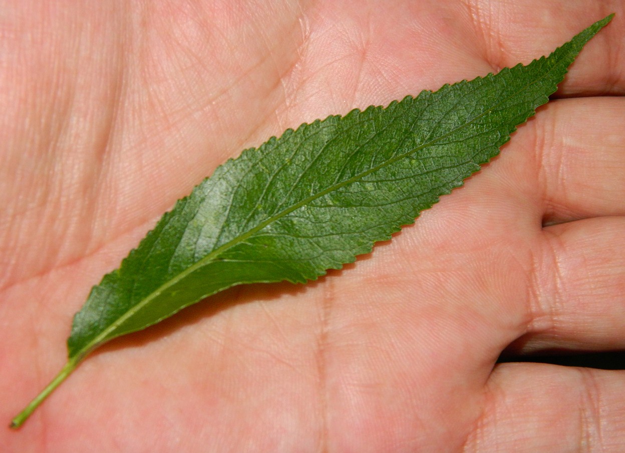 Image of Salix fragilis var. sphaerica specimen.