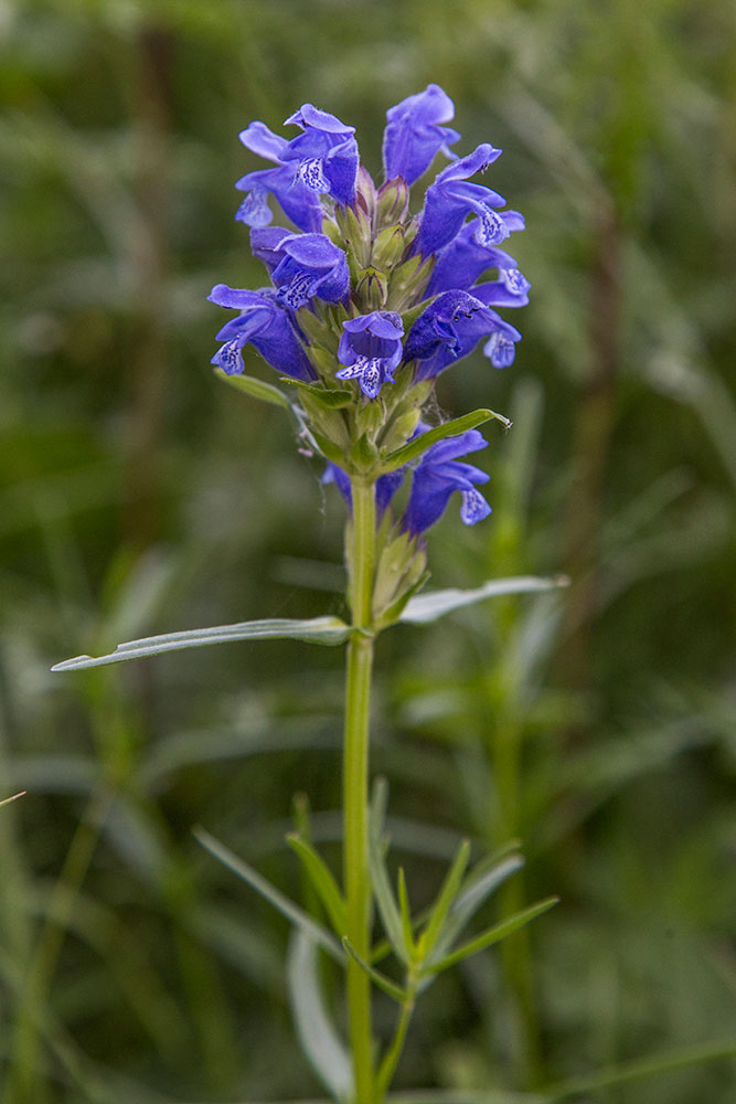 Изображение особи Dracocephalum ruyschiana.