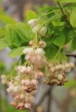 Staphylea pinnata. Соцветие. Черноморское побережье Кавказа. г. Новороссийск, заброшенная Станция Юннатов, в культуре. 5 апреля 2014 г.