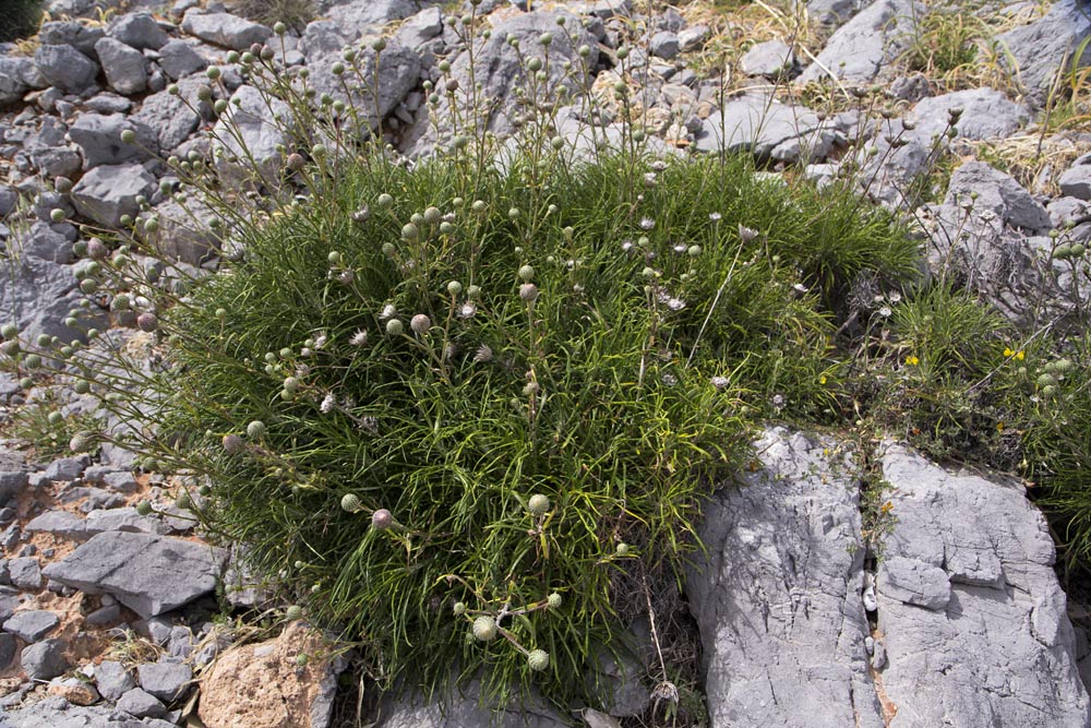 Image of Ptilostemon chamaepeuce specimen.