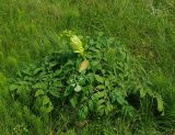 Archangelica officinalis