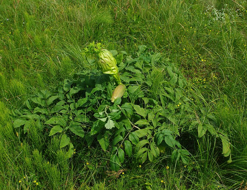 Изображение особи Archangelica officinalis.