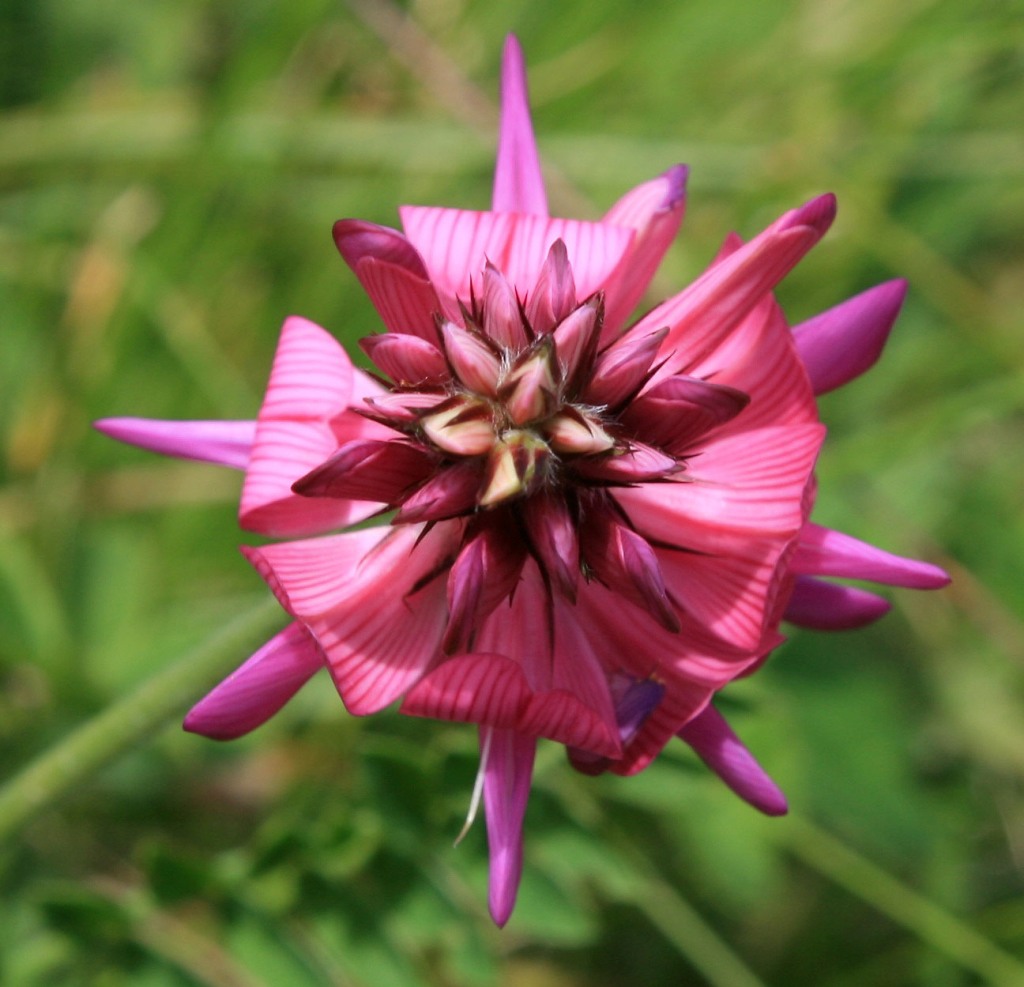 Изображение особи Onobrychis biebersteinii.