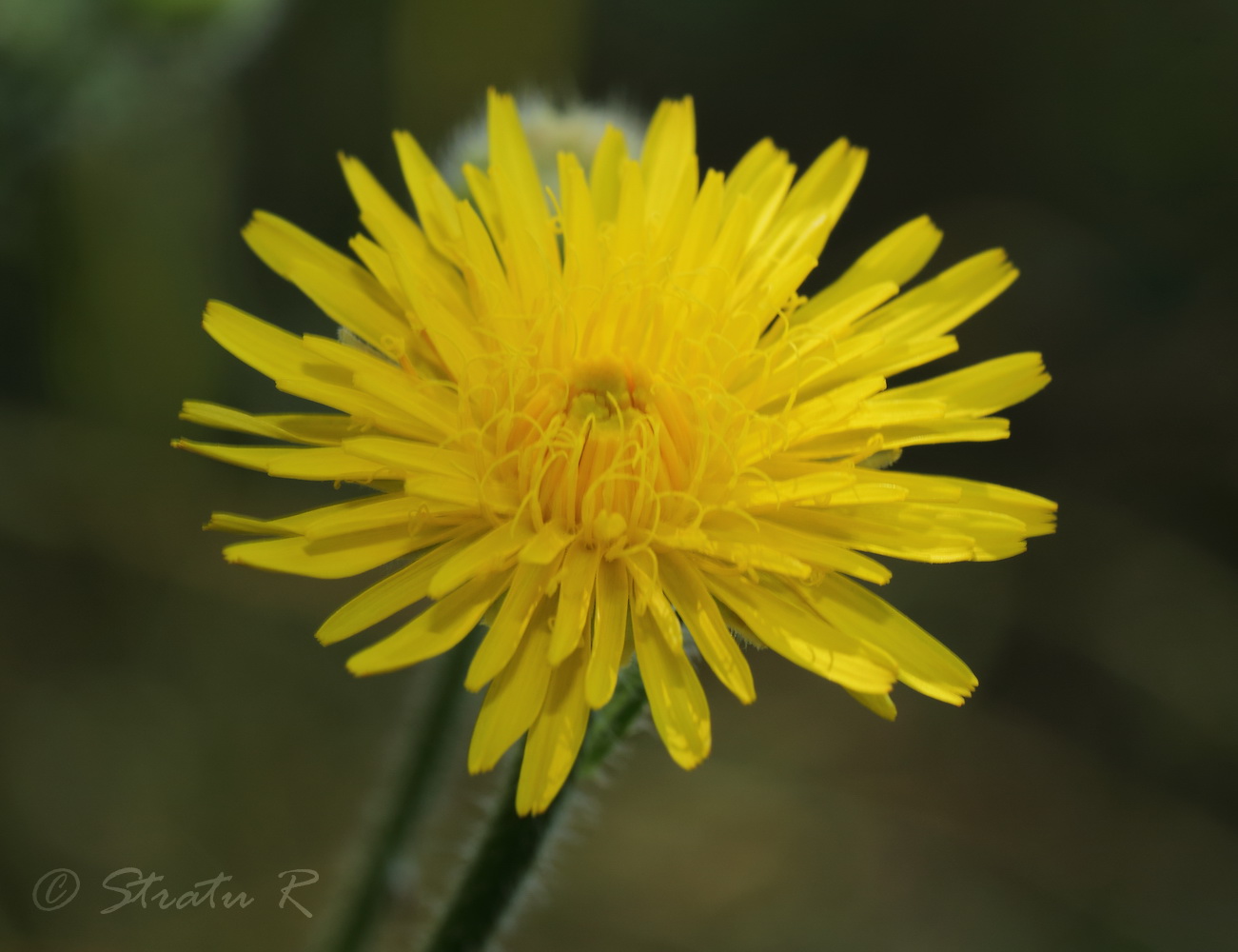 Image of Crepis rhoeadifolia specimen.