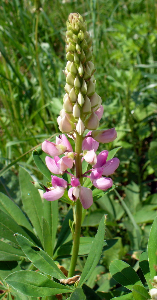 Изображение особи Lupinus &times; regalis.