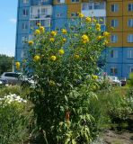 Rudbeckia laciniata var. hortensia