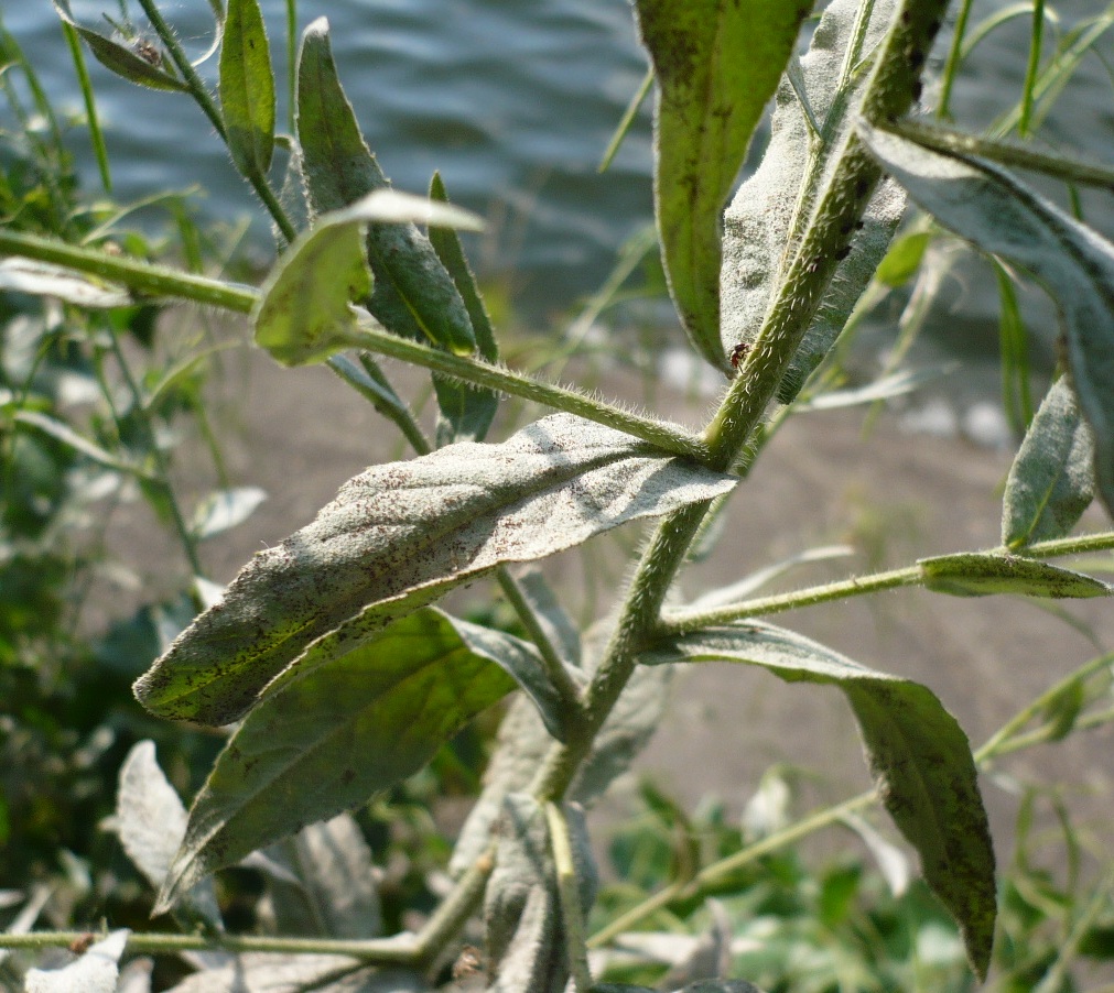 Image of Arabis pendula specimen.