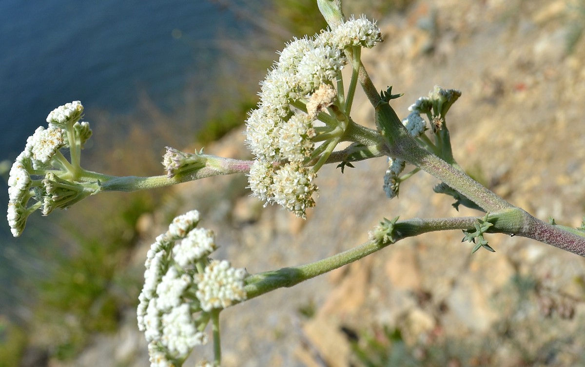 Image of Seseli ponticum specimen.