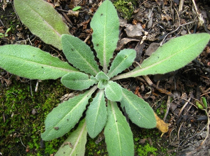 Изображение особи Turritis glabra.