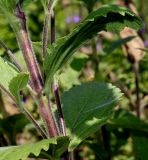 genus Verbena. Средняя часть побега. Германия, г. Дюссельдорф, Ботанический сад университета. 03.07.2014.