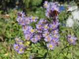 Aster tataricus