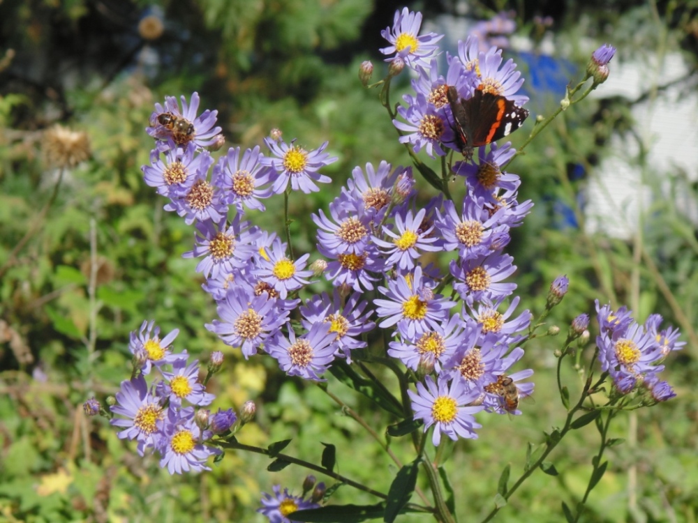 Image of Aster tataricus specimen.