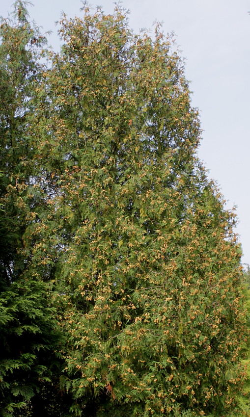 Изображение особи Thuja occidentalis.