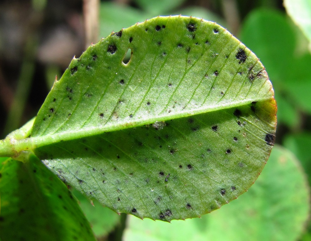 Image of Trifolium repens specimen.