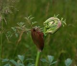 Angelica sylvestris