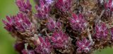 Verbena bonariensis. Часть соцветия. Германия, г. Крефельд, Ботанический сад. 06.09.2014.