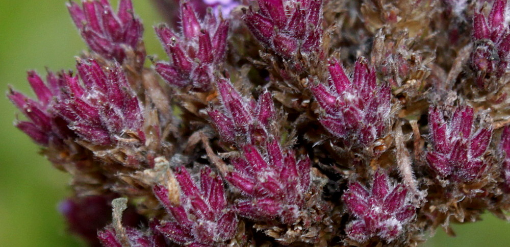 Image of Verbena bonariensis specimen.