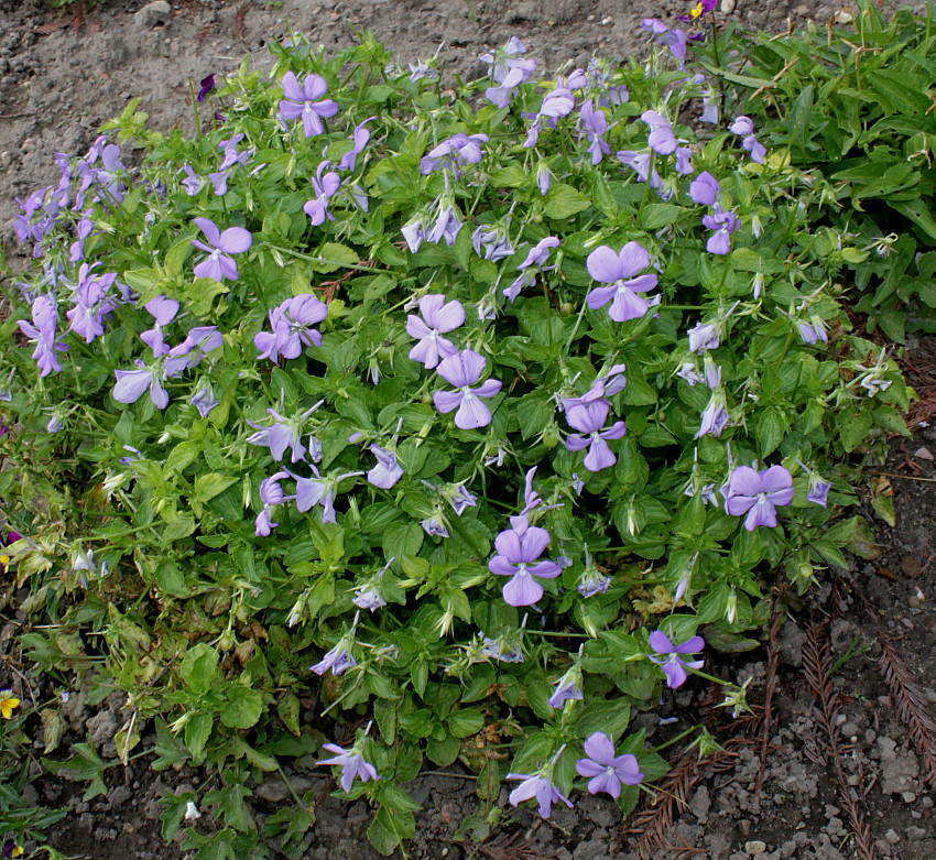 Image of Viola cornuta specimen.