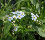 Myosotis palustris