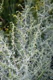 Artemisia glauca