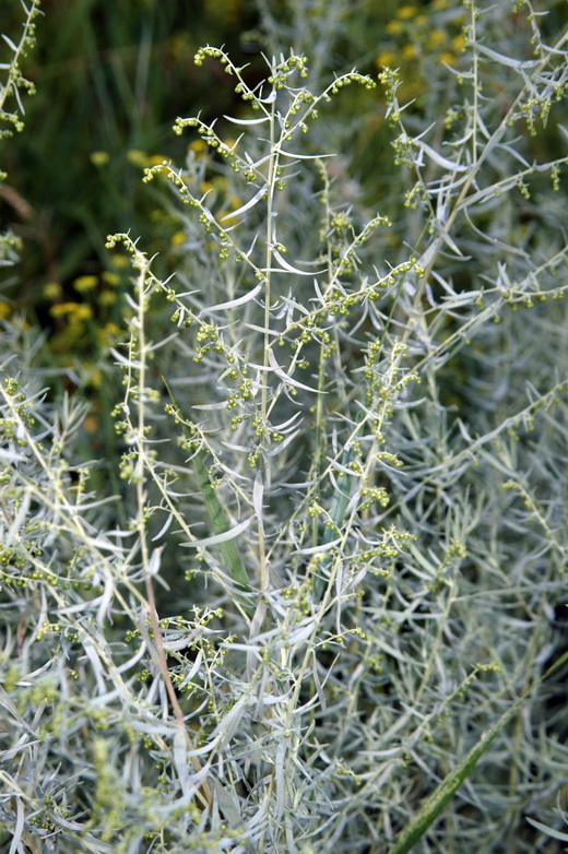 Изображение особи Artemisia glauca.