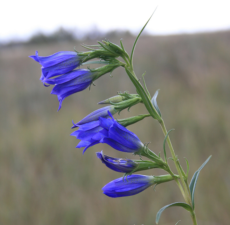 Изображение особи Gentiana pneumonanthe.