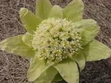 Petasites amplus