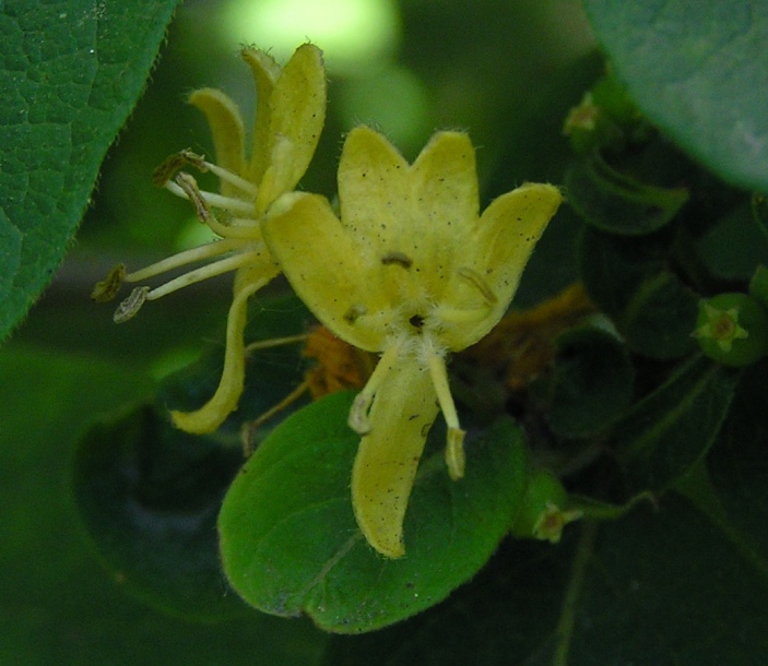 Image of Lonicera ruprechtiana specimen.